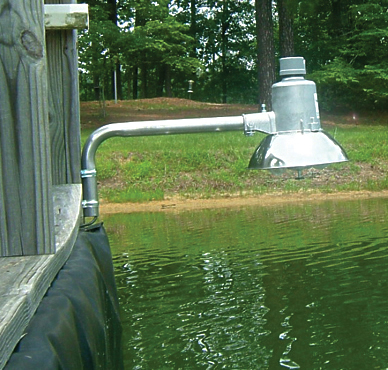 BoJoFishlight.jpg